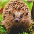 hedgehog face closeup