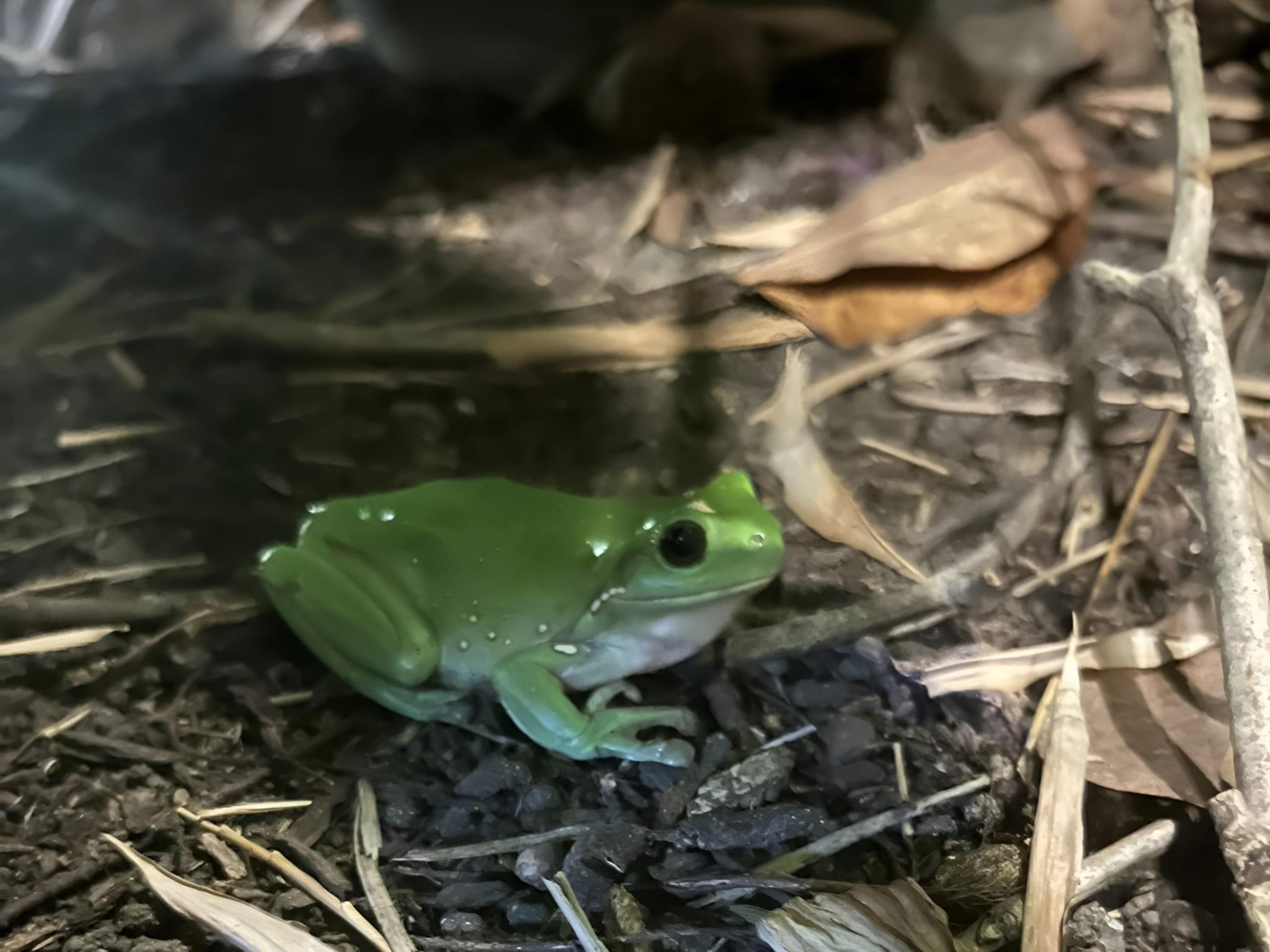 FROGGIES 3