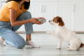 Dog eating a healthy diet to prevent diarrhea and digestive issues