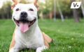 White and tan Pitbull dog looking happy while sitting comfortably on a grassy lawn