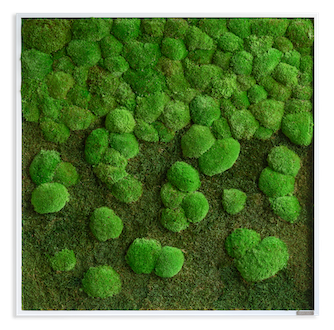 Finestgreen Moosbilder Islandmoos Grüne Wände