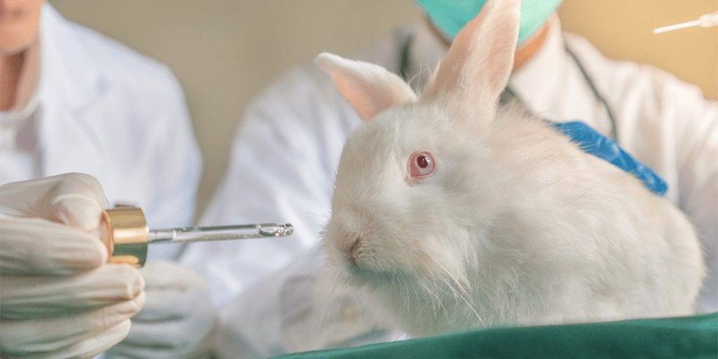 Cosmetics are more harmful than you may think. Here's the reality behind the cruelty and pollution caused by the cosmetic industry, and how you can be part of the solution. 