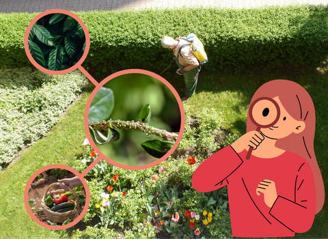 diet-of-asian-lady-beetle-lady-bug-japanese-beetle