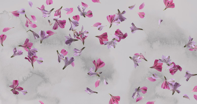 grey & pink floral abstract wallpaper mural pattern image