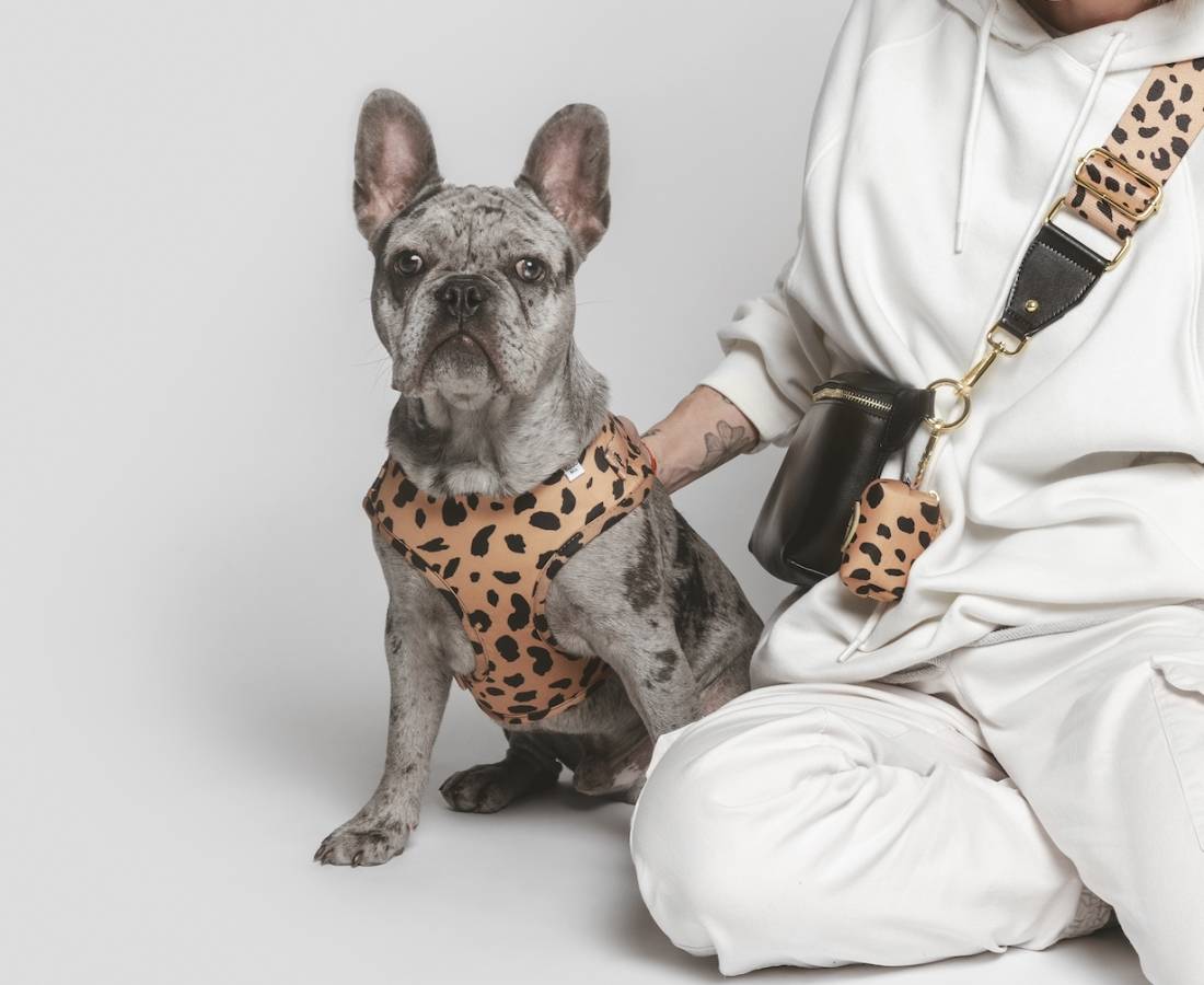 frenchie harness the guide