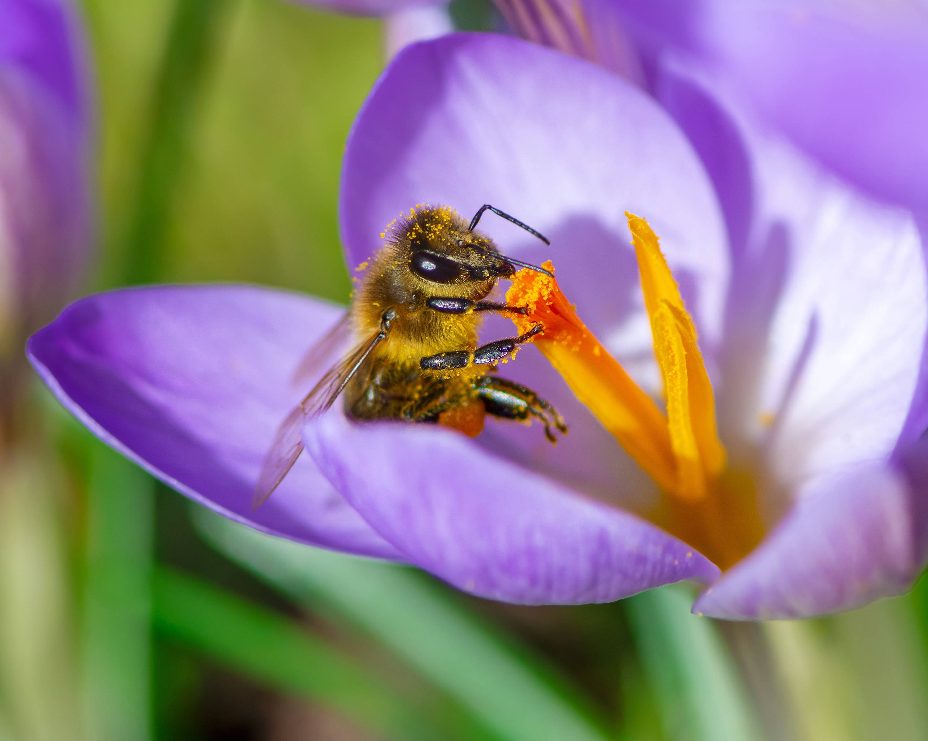 Blüten sind Pollenlieferanten