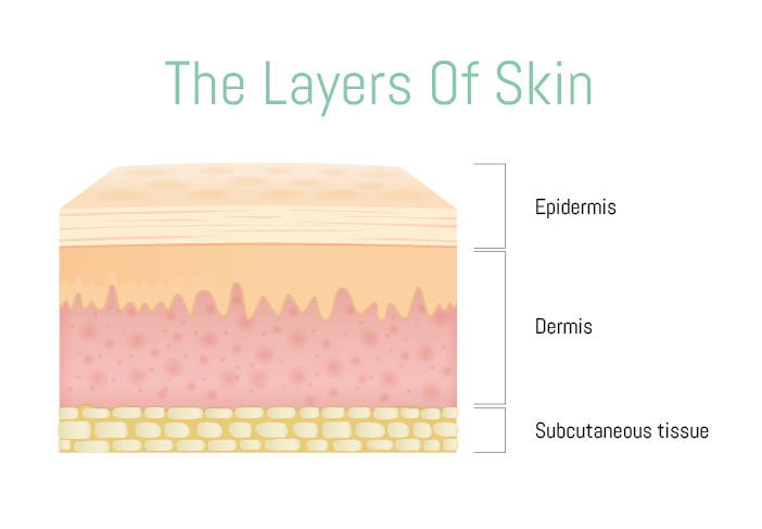 Diagram of the skin layers