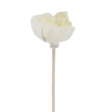 Fleur d'Andromède campanulée - Diffuseur