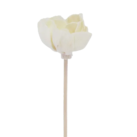 Fleur d'Andromède campanulée - Diffuseur