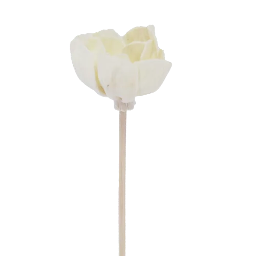 Fleur D'andromède Campanulée - Diffuseur