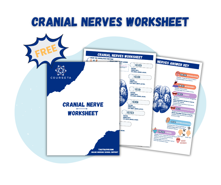 Cranial Nerves Worksheet Free Download Courseta Nursing