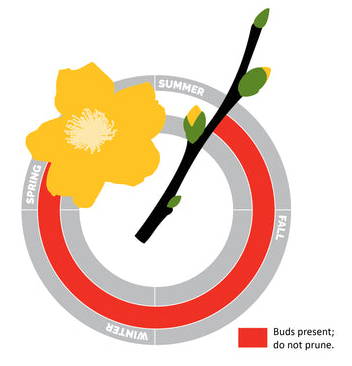 Old wood pruning guide, buds present; don't prune late summer to early summer