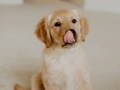 Chiot