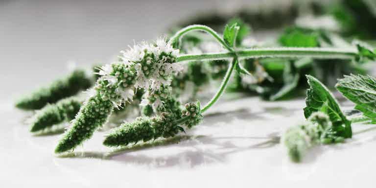 Fresh green and white thyme sprigs with tiny blossoms on a light surface.