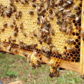 honey-bee-queen-cells-on-frame