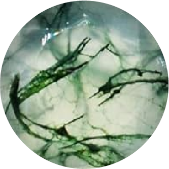 Moss agate is Taurus Zodiac Birthstone