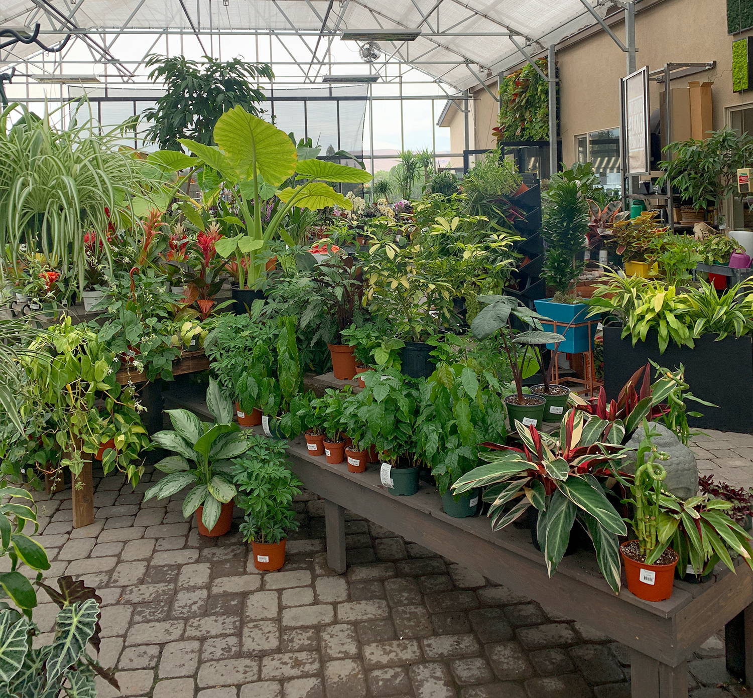 Plant Shopping in Reno, Nevada – Botanical Bright - Add a Little Beauty to  Your Everyday