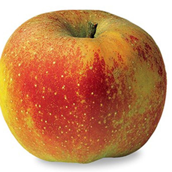 pommes-boskoop-bio