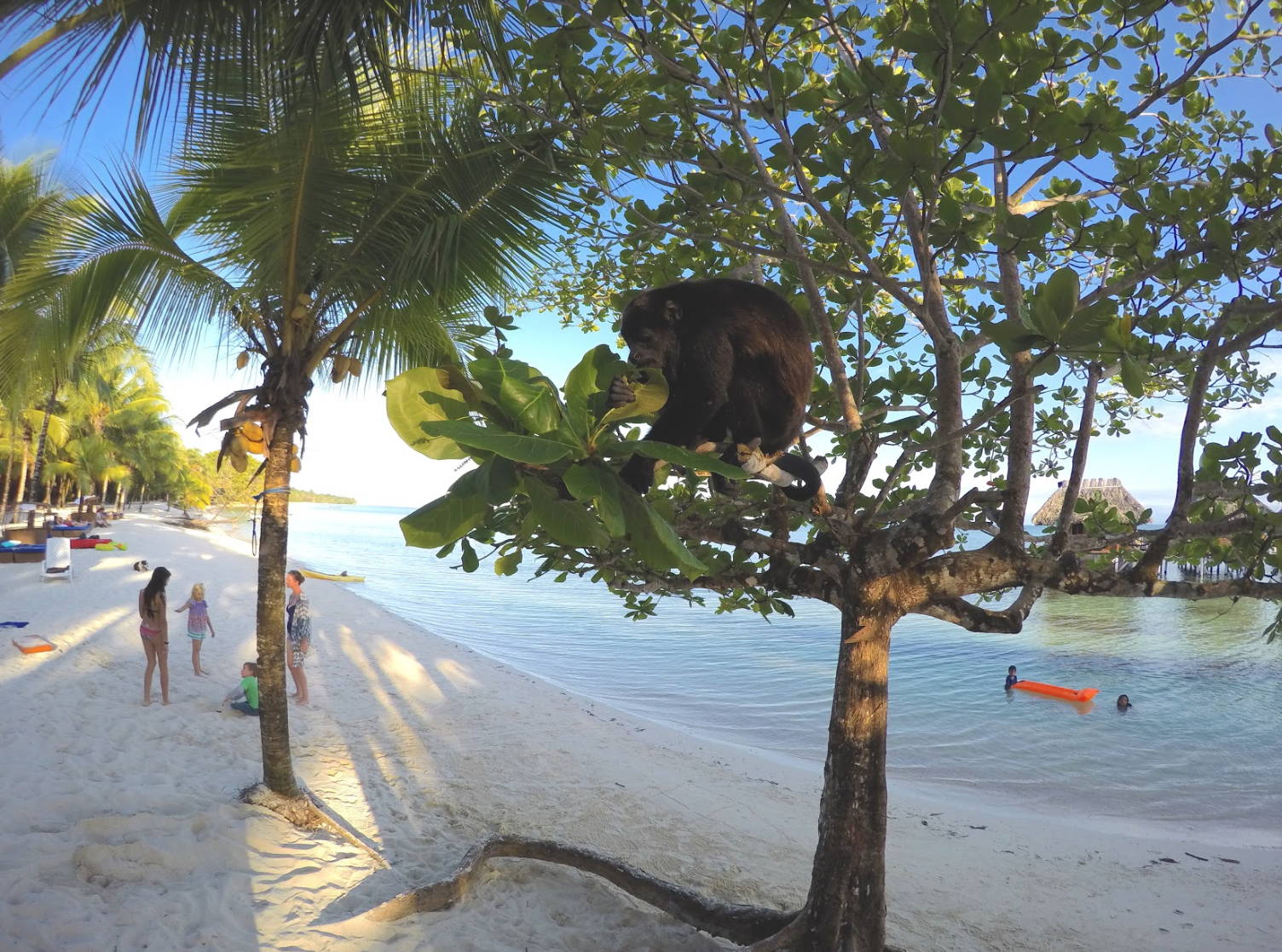 A monkey in a tree on the beach in Panama