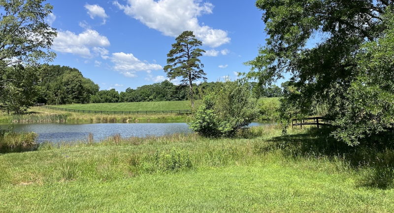 Farm Yoga at Sentient Sanctuary