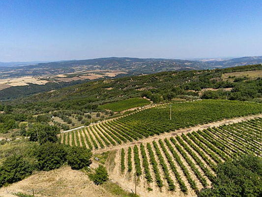  Castiglione della Pescaia
- E&V_Vivere in campagna_vitigno Maremma.png