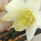Close-Up of Vanilla flower
