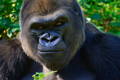 male silverback gorilla