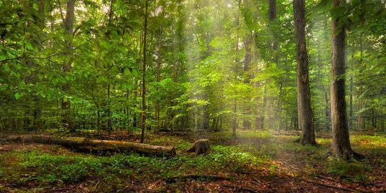 Photo of the Sacred Grove with sunlight shining down through the trees.