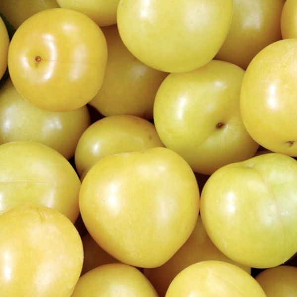 prune-jaune