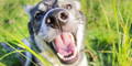 Hund am am Strand spielt im Wasser mit einem Ball