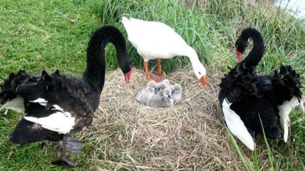 Thomas the Goose and his feathered companions.