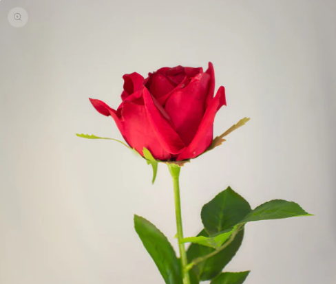 Red Large Real Touch Rose - Realistic Artificial Flowers - Image 2