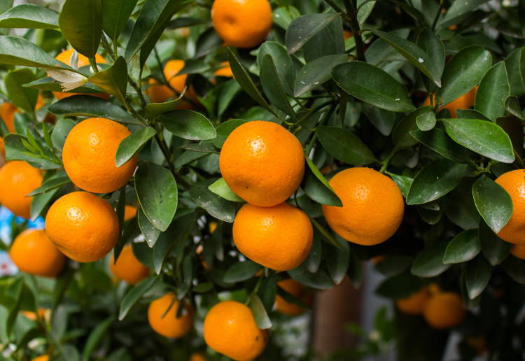 みかん 収穫 時期
