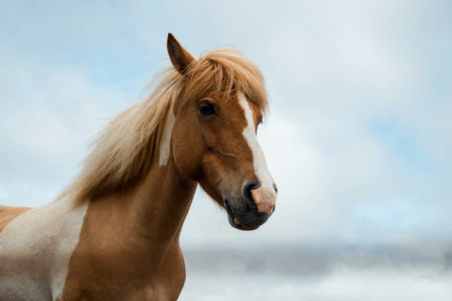 Antalya - Belek: Horseback Riding Through Forest & Beach - photo 4