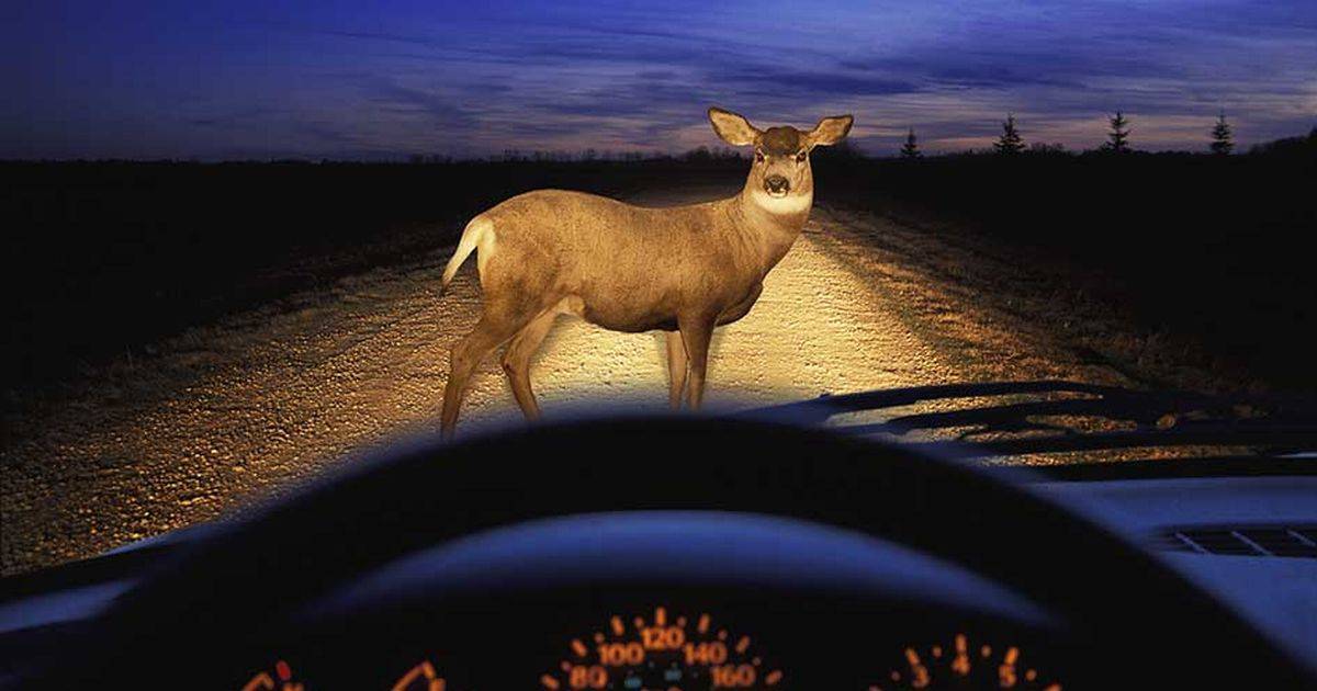 deer-in-the-headlights