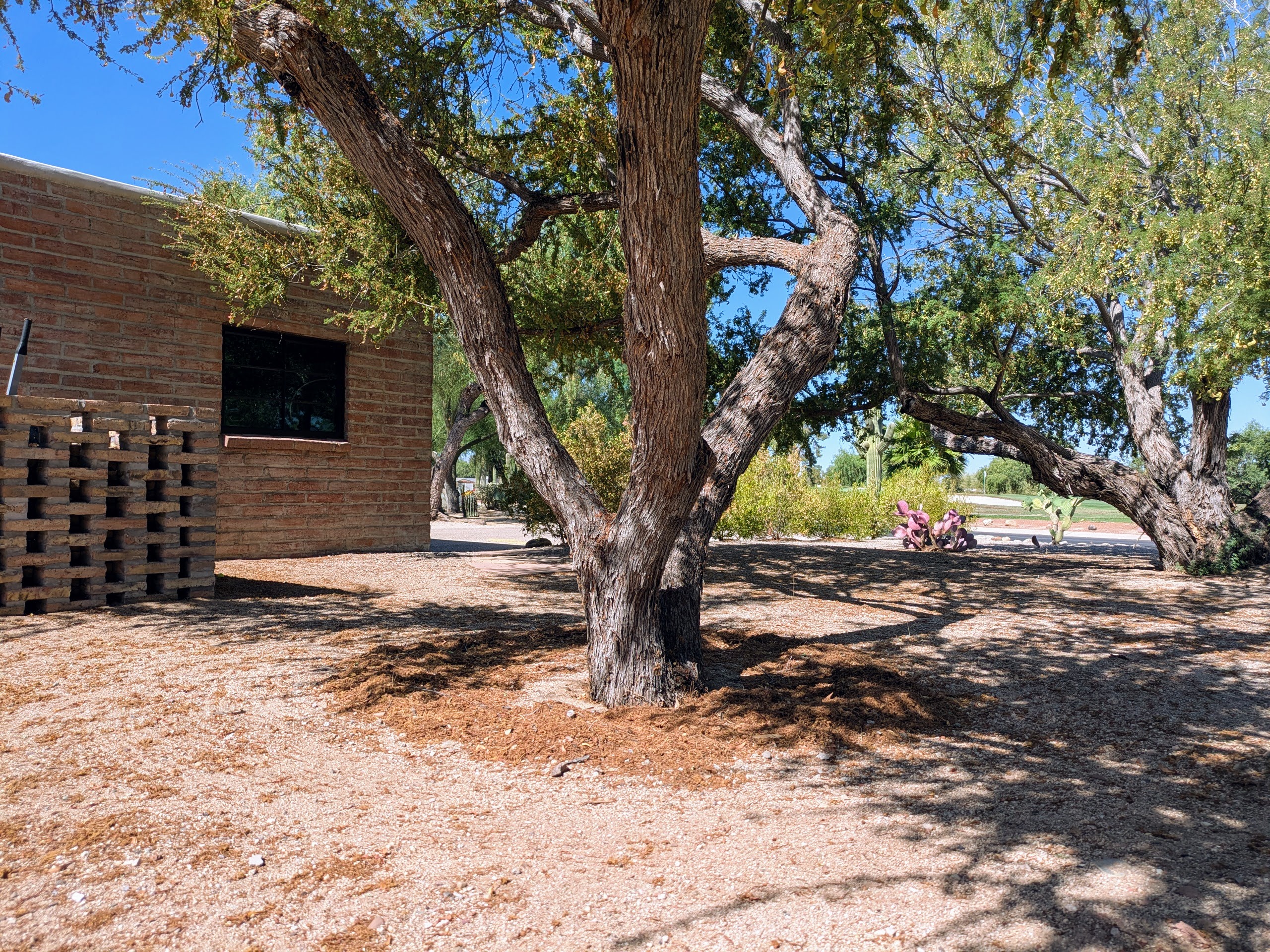 Acacia tree with organic detritus
