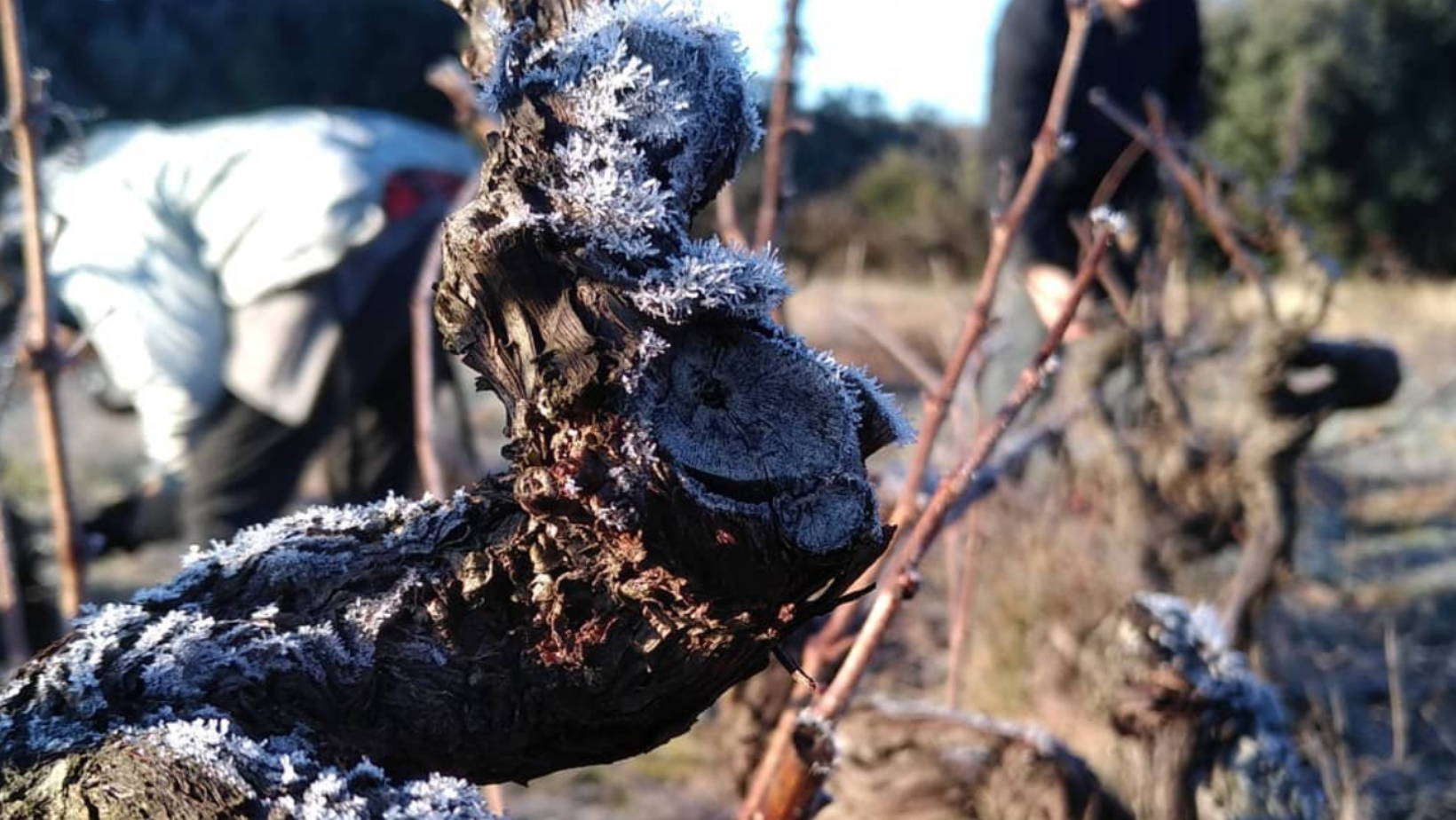 France, vin nature, rawwine, organic wine, vin bio, vin sans intrants, vin sans souffre, vin sans sulfites ajoutés, vin rouge, vin blanc, rouge, blanc, vin propre, vigneron, domaine bio, biodynamie, vigneron nature, vin biodynamique, raizin brut, Quimper, Finistère, Morbihan, corbières, roussillon, languedoc, les gragnotes, benoit, erika, paziols, zapoï, bourrasque, petit grain, sunset, syrah, grenache, roussillon, aude  