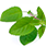 organic tulsi