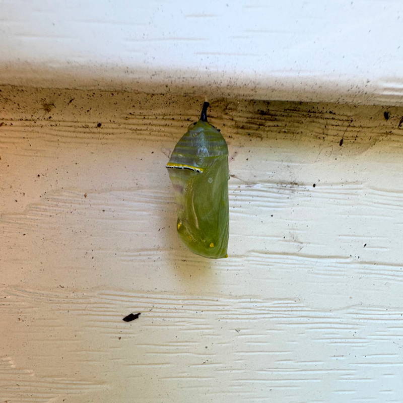 Monarch pupa (chrysalis) hanging on the side of a house