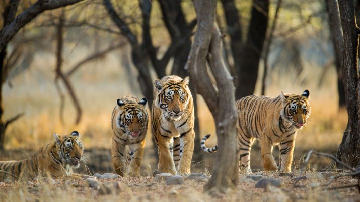 Tiger's at Ranthambhore National Park