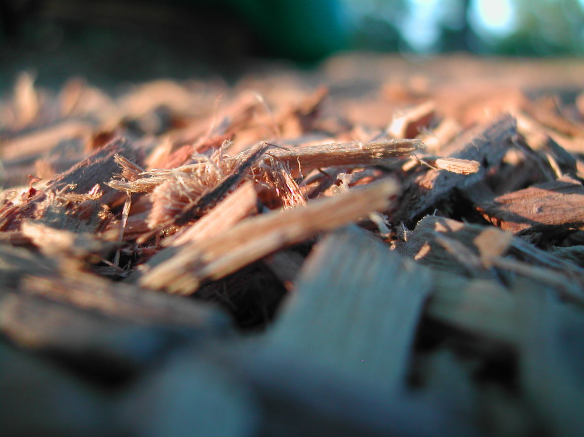 Close-up view of wood chips scattered on the ground, with a shallow depth of field that blurs the background and highlights the texture and details of the wood pieces.