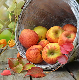  Merano
- La raccolta delle mele non è ancora finita in Alto Adige quando la Festa dell'Uva si svolge a Merano.