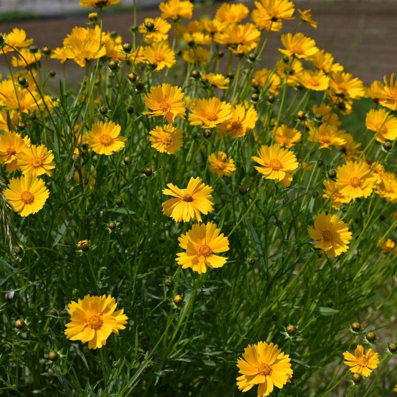 A bright cluster of yellow Tickseed (Coreopsis) flowers with slender green stems and foliage