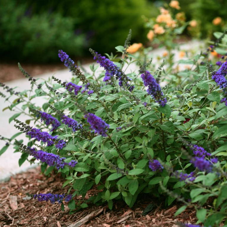 Small blue butterfly bush in garden hedge