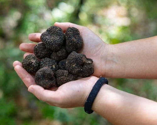 Tour enogastronomici Assisi: Caccia al tartufo con pranzo bio e degustazione vini 