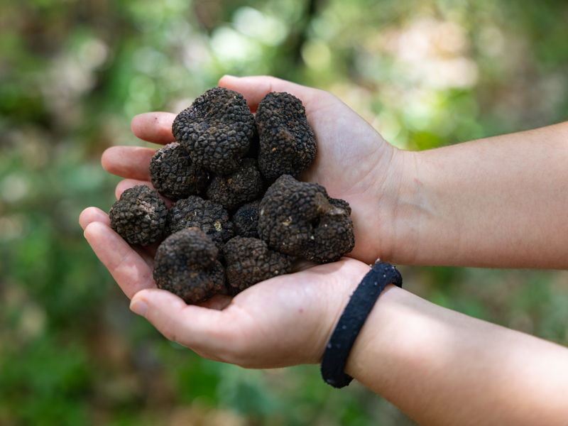 Food & Wine Tours Assisi: Truffle hunting with organic lunch and wine tasting 