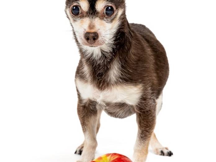 glaucoma in chihuahuas