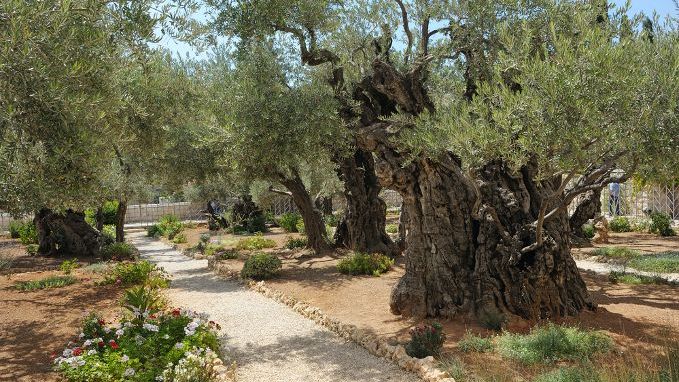 The Garden of Gethsemane, Jerusalem