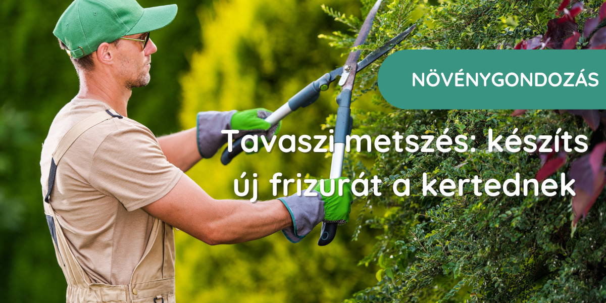 tavaszi metszés, férfi örökzöldet metsz