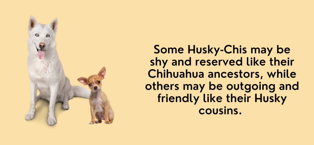 husky chihuahua mixed